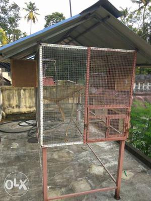 Pahadi parrot for sale with cage mumbai Posot Class