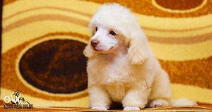 Candle lights kennel in miniature poodle sales in chennai