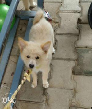 Cannan and lhasa hybrid puppy female 3 months old