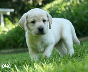 Champion lab pet quality for sale male is k