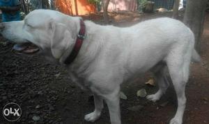 Cream Labrador Retriever With Red Collar