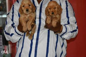 Crocker Spaniel puppy available in Vadodara