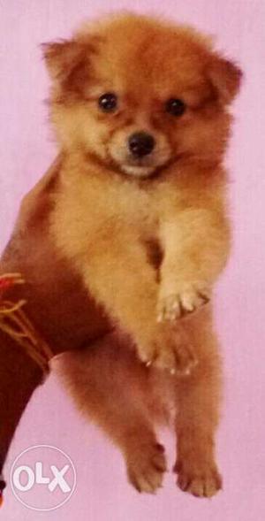 Culture pom high quality puppies nd all breeds