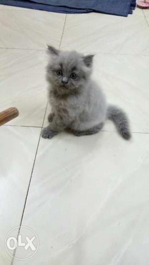 Cute and healthy Grey Short-fur Kitten female