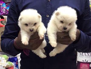 Cute pomeriyan female  male  available in