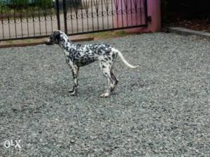 Dalmatian female puppy 5 months old all