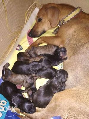 Daschund Puppis male and females Rs. and
