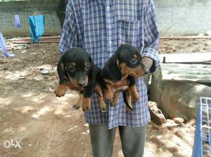 Dash hound female puppies available each 