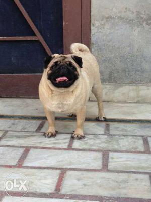 Direct import from Thailand pug female for sale