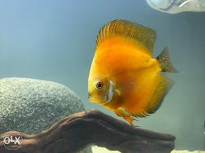 Discus fish. Very healthy. For lowest price in bangalore.