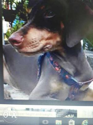 Doberman 5 Months puppies male and female for sale