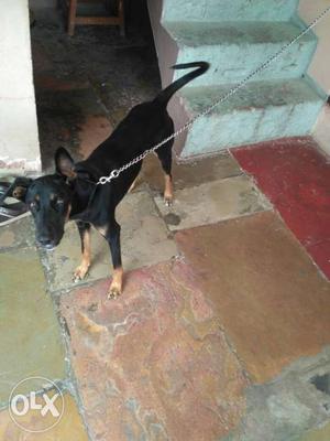 Doberman female 7 month old good,healthy