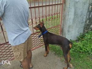 Doberman male of 6months for sell