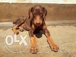 Doberman pinsture puppy pure breed & vactionated.