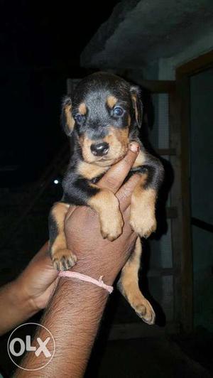 Doberman puppies available security purpose dog