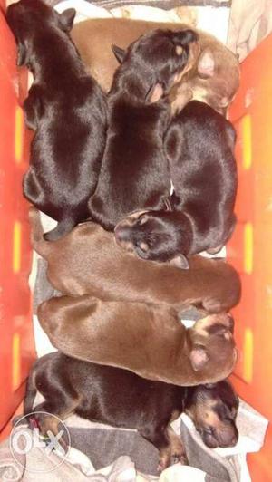 Doberman puppy's 4-male 4female 1puppy selling