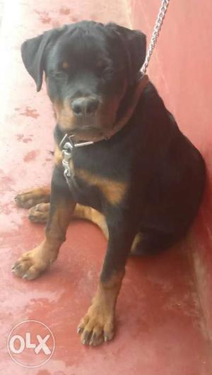 Double Bone Rottweiler 6 month old.