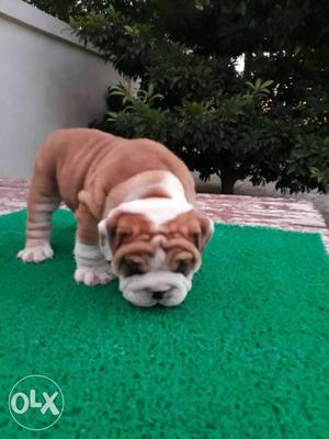 English bulldog male Pupy with with paper micro