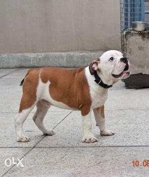 English bulldog male pup 4 months old