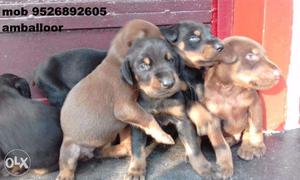 European Doberman high breed puppies for sale