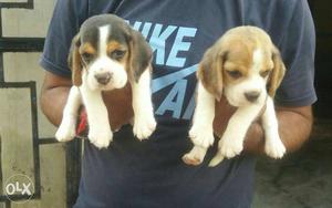 Excellent quality beagle male  female 