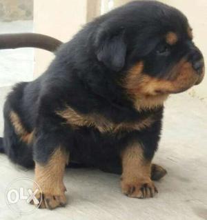 Extra heavy punch face rottweiler puppies
