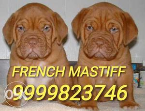 FRENCH MASTIFF) Top Quality Male Available For