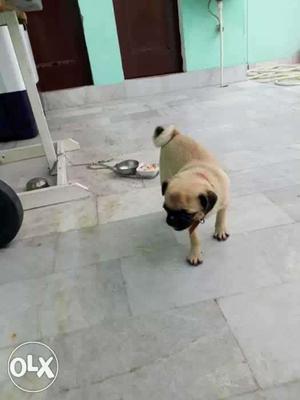 Fawn female Pug In Bathinda