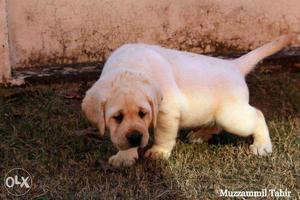 Female. And male avable Labrador Retriever Puppies available