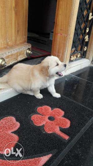 Female Golden retriever very healthy and good