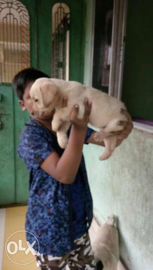 Female Labrador available, original 