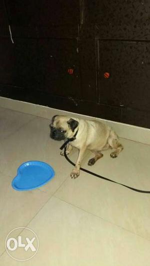 Female Pug of 10 months price negotiable