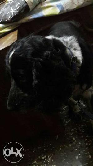 Female crocker spaniel 2 year old