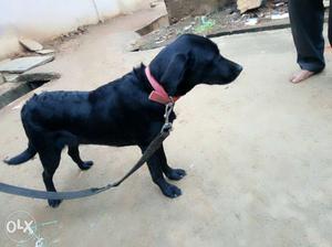 Female lab, good quality 6months old, very