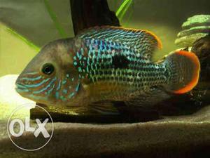 Fish: The Green Terror Cichlid