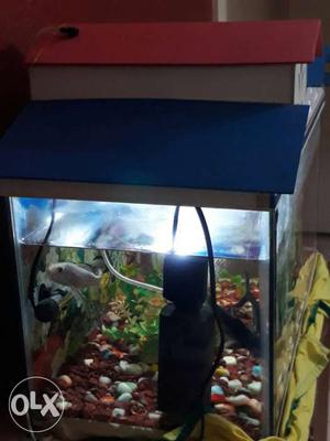 Fish acquarium with all accessories including