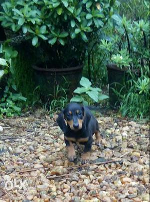 Five Black-and-brown Short Coated Dachshund Puppies