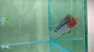 Five inches SRD flowerhorn