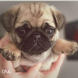 Fix price no bargain Fawn Pug 2 mont In Ranchi
