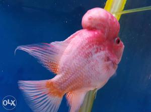Flower horn fish red & yellow good health and