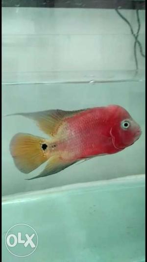 Flowerhorn Fish with excellent color. For More