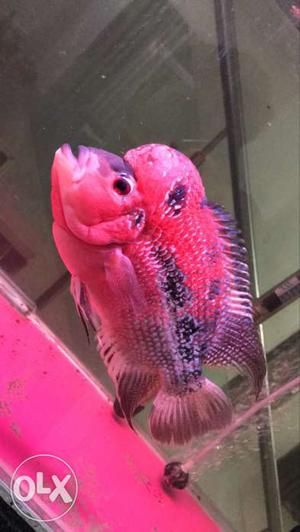 Flowerhorn fish with good condition with hump