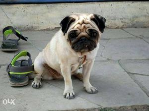 Font colour pug female on heat for sell