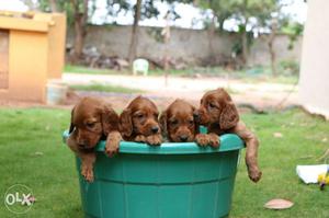 Four Brown Short Coated Puppies