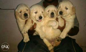 Four Golden Labrador Retriever Puppies