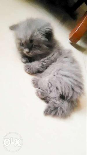 Four Persian kittens for sale