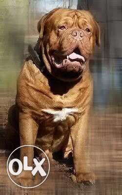 French mastiff pup for sale with kci registration