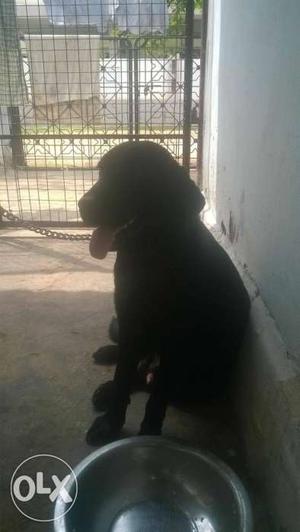 Ful training black lab dog any dog excheng plz