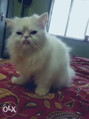 Full Punch Male Persian Kitten For Sale 6 months