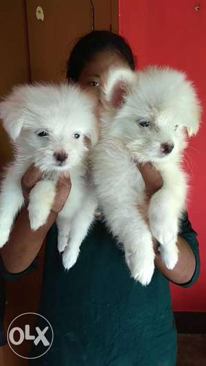 Full white Pups available price is fixed interest